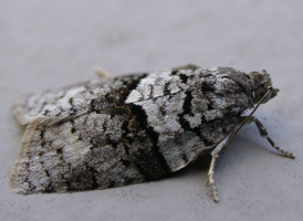Black-and-gray Banded Leafroller